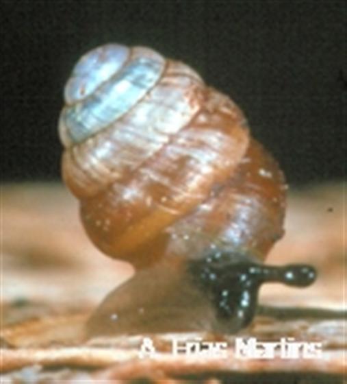Columella microspora (Lowe, 1852)
